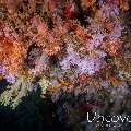 Coral, photo taken in Maldives, Male Atoll, South Male Atoll, Vadhoo Caves