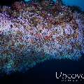 Coral, photo taken in Maldives, Male Atoll, South Male Atoll, Vadhoo Caves