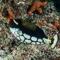 , photo taken in Maldives, Male Atoll, South Male Atoll, Vadhoo Caves