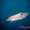 Dogtooth Tuna (Gymnosarda unicolor), photo taken in Maldives, Male Atoll, South Male Atoll, Vadhoo Caves