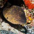 Moray, photo taken in Maldives, Male Atoll, South Male Atoll, Vadhoo Caves