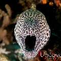 Honeycomb Moray (Gymnothorax favagineus), photo taken in Maldives, Male Atoll, South Male Atoll, Emboodhoo Corner