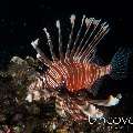 Devil Firefish (Pterois miles), photo taken in Maldives, Male Atoll, South Male Atoll, Emboodhoo Corner
