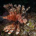 Devil Firefish (Pterois miles), photo taken in Maldives, Male Atoll, South Male Atoll, Emboodhoo Corner