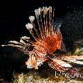 Devil Firefish (Pterois miles)