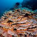 Coral, photo taken in Indonesia, Bali, Tulamben, Batu Kelebit