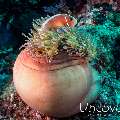 Anemone, Anemonefish