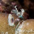 Spotted porcelain crab (Neopetrolisthes maculatus), photo taken in Indonesia, Bali, Tulamben, Batu Kelebit