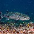 Great Barracuda (Sphyraena barracuda)