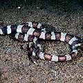 Banded snake eel (Myrichthys colubrinos)