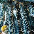 Ambon crinoid shrimp (Laomenes amboinensis), photo taken in Indonesia, Bali, Tulamben, Wreck Slope
