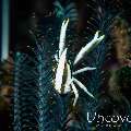 Crinoid Squatlobster (Allogalathea elegans), photo taken in Indonesia, Bali, Tulamben, Wreck Slope