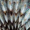 Indian Feather Duster Worm (Sabellastarte spectabilis), photo taken in Indonesia, Bali, Tulamben, River