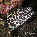 Spotted Moray (Gymnothorax Isingteena)