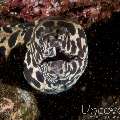 Spotted Moray (Gymnothorax Isingteena)