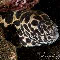 Spotted Moray (Gymnothorax Isingteena)