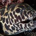 Spotted Moray (Gymnothorax Isingteena)