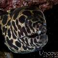 Spotted Moray (Gymnothorax Isingteena)