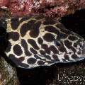 Spotted Moray (Gymnothorax Isingteena)