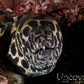 Spotted Moray (Gymnothorax Isingteena)