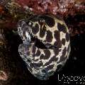 Spotted Moray (Gymnothorax Isingteena)