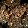 Reef Stonefish (Synanceia verrucosa), photo taken in Indonesia, Bali, Tulamben, River