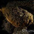 Reef Stonefish (Synanceia verrucosa), photo taken in Indonesia, Bali, Tulamben, River