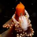 Haig's porcelain crab (Porcellanella haigae)