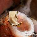 Flatworm, photo taken in Indonesia, Bali, Tulamben, Sidem