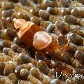 Eggshell shrimp (Hamopontonia corallicola), photo taken in Indonesia, Bali, Tulamben, Sidem
