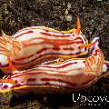 Emperor Shrimp (Periclimenes imperator), Nudibranch, photo taken in Indonesia, Bali, Tulamben, Batu Niti Slope