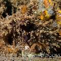 Algae Octopus (Abdopus aculeatus), photo taken in Indonesia, Bali, Tulamben, Batu Niti Slope
