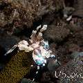 Harlequin shrimp (Hymenocera picta), photo taken in Indonesia, Bali, Tulamben, Seraya Secrets