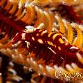 Ambon crinoid shrimp (Laomenes amboinensis), photo taken in Indonesia, Bali, Tulamben, Melasti