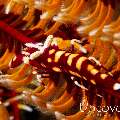 Ambon crinoid shrimp (Laomenes amboinensis), photo taken in Indonesia, Bali, Tulamben, Melasti