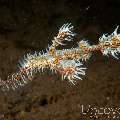 Ornate Ghost Pipefish (Solenostomus paradoxus), photo taken in Indonesia, Bali, Tulamben, Melasti