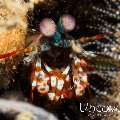 Peacock Mantis Shrimp (Odontodactylus scyllarus)