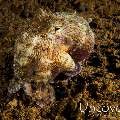 Coconut octopus (Amphioctopus marginatus)