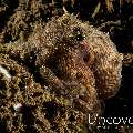 Coconut octopus (Amphioctopus marginatus), photo taken in Indonesia, Bali, Tulamben, Segara