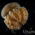 Jellyfish, photo taken in Indonesia, Bali, Tulamben, Big Tree