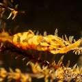 Zanzibar Whip Coral Shrimp (Dasycaris Zanzibarica)