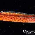 Eggs, Whip Coral Goby (Bryaninops Yongei)