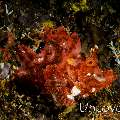 Paddleflap scorpionfish (Rhinopias eschmeyeri), photo taken in Indonesia, Bali, Tulamben, Sidem
