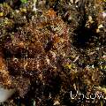 Algae Octopus (Abdopus aculeatus), photo taken in Indonesia, Bali, Tulamben, Sidem