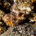 Algae Octopus (Abdopus aculeatus), photo taken in Indonesia, Bali, Tulamben, Sidem