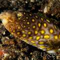 Many-eyed Snake-eel (Ophichthus Polyophthalmus)