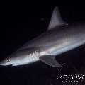 Short Toothed Sand Tiger Shark