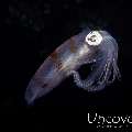 Broadfin Squid (Sepioteuthis lessoniana)