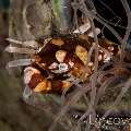 Harlequin Swimmer Crab (Lissocarcinus Laevis)