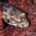 White-Spotted Puffer (Arothron hispidus)